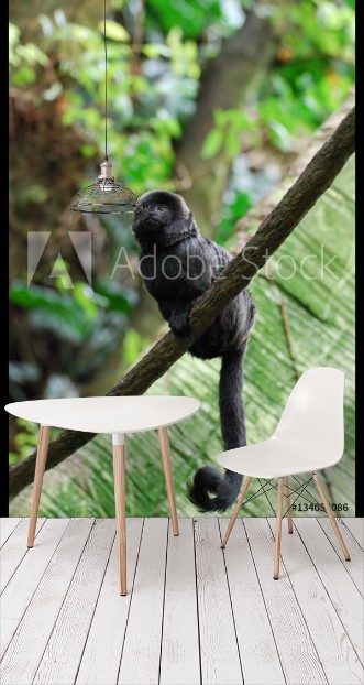 Picture of Black Goeldis Marmoset Sitting on the Vine